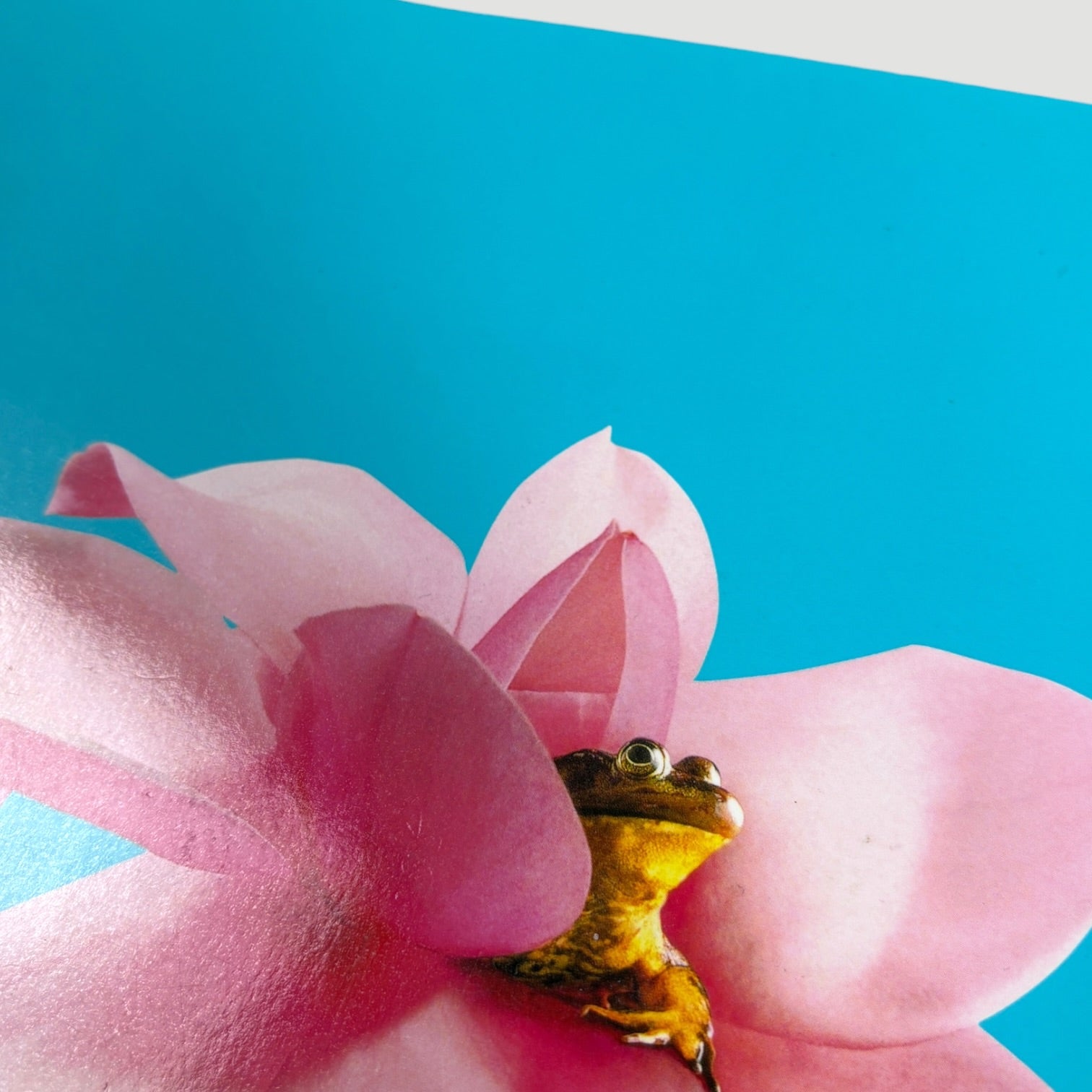 1999 Magnolia Japanese Programme