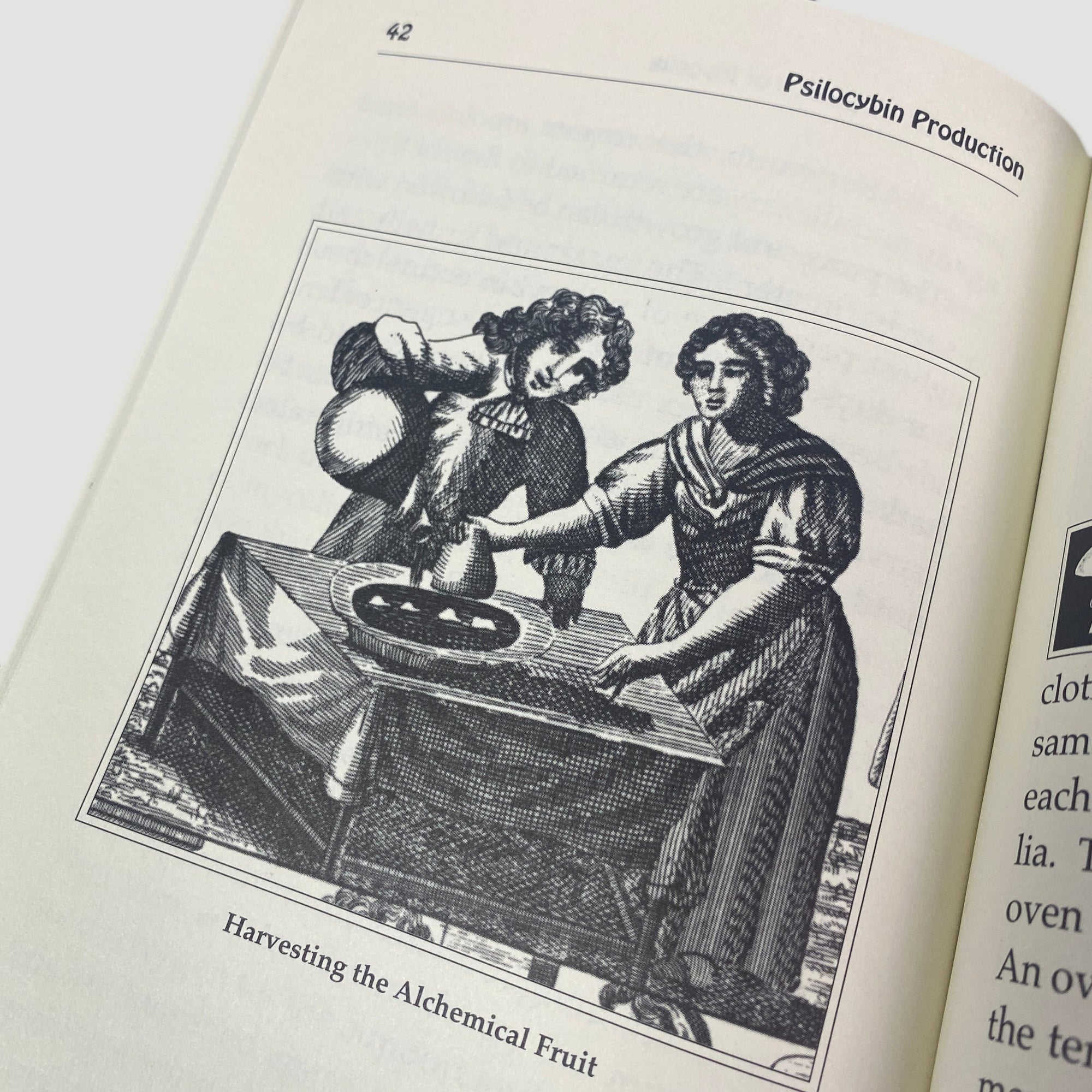 1997 Psilocybin Production Adam Gottlieb