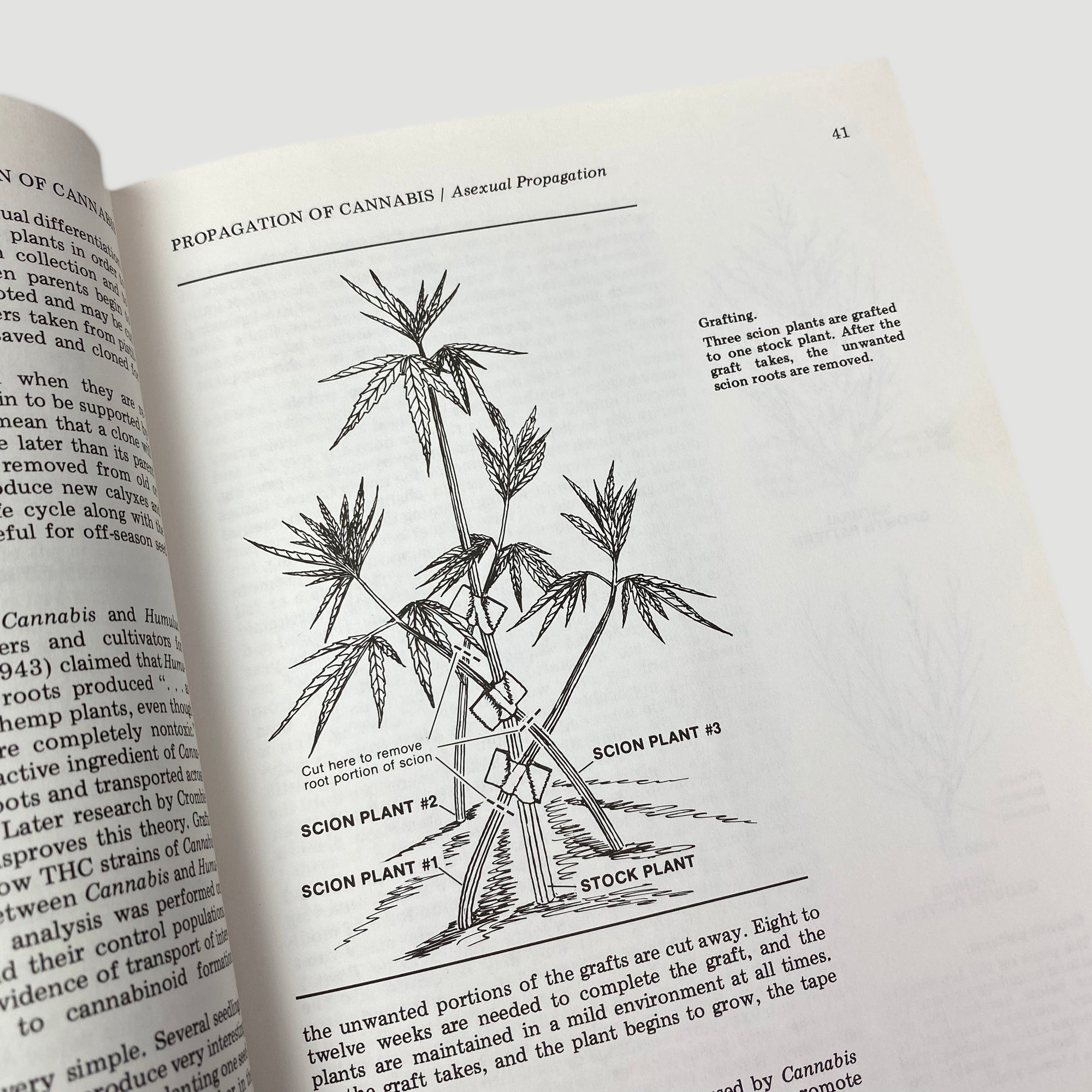 1981 Robert Connell Clarke 'Marijuana Botany'