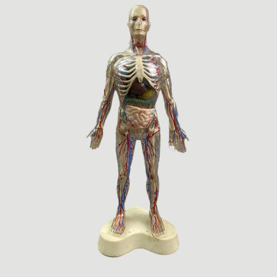 80's Anatomical Human Figure
