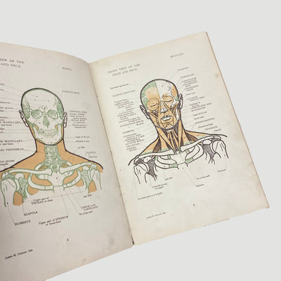 1915 'Anatomical Diagrams For The Use Of Art Students'