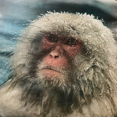 1970 LIFE Magazine Snow Monkey Issue