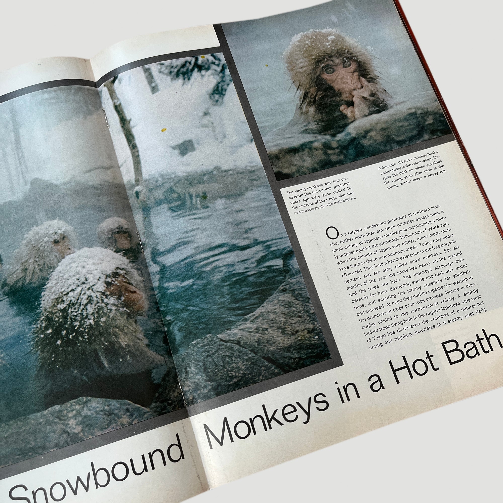 1970 LIFE Magazine Snow Monkey Issue