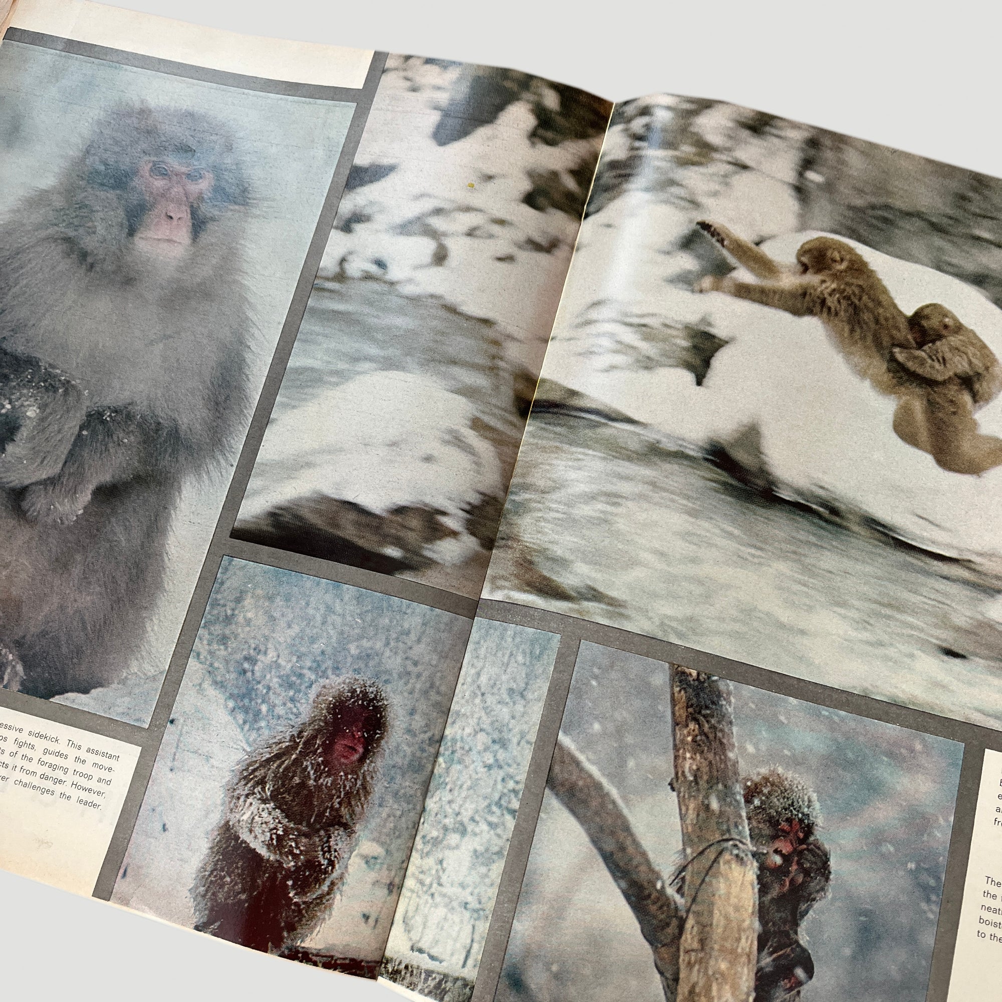 1970 LIFE Magazine Snow Monkey Issue