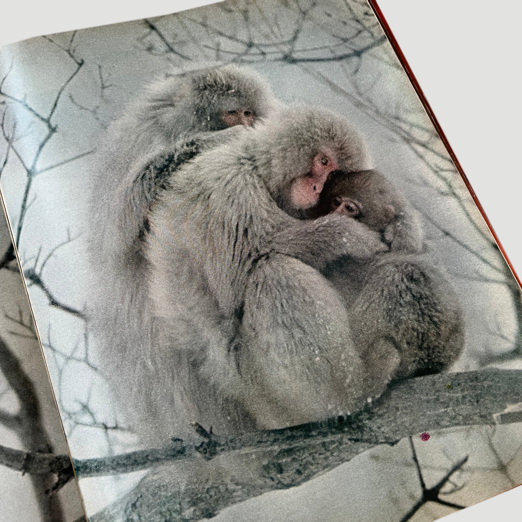 1970 LIFE Magazine Snow Monkey Issue