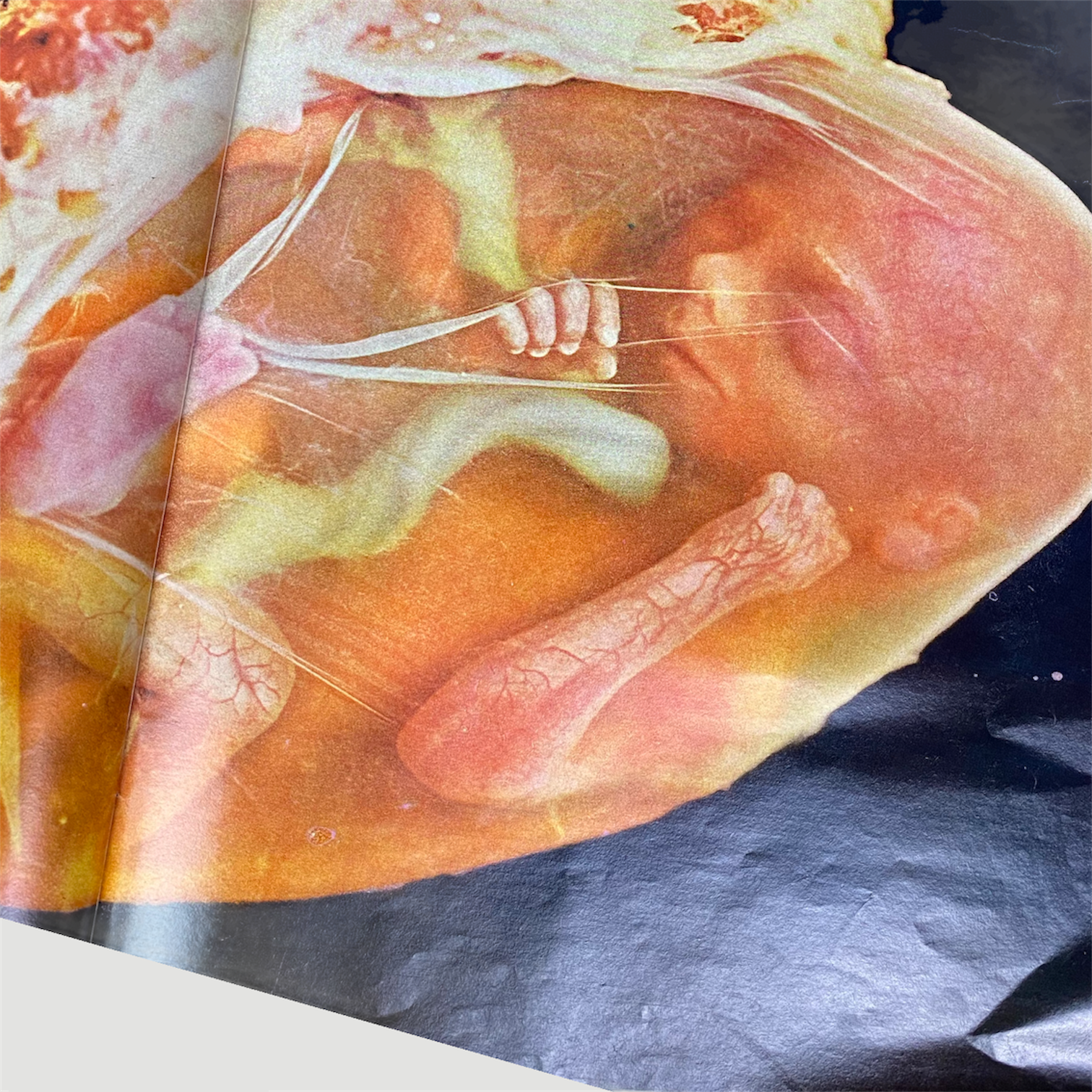 1965 Life Magazine 'Drama of Life Before Birth' Issue