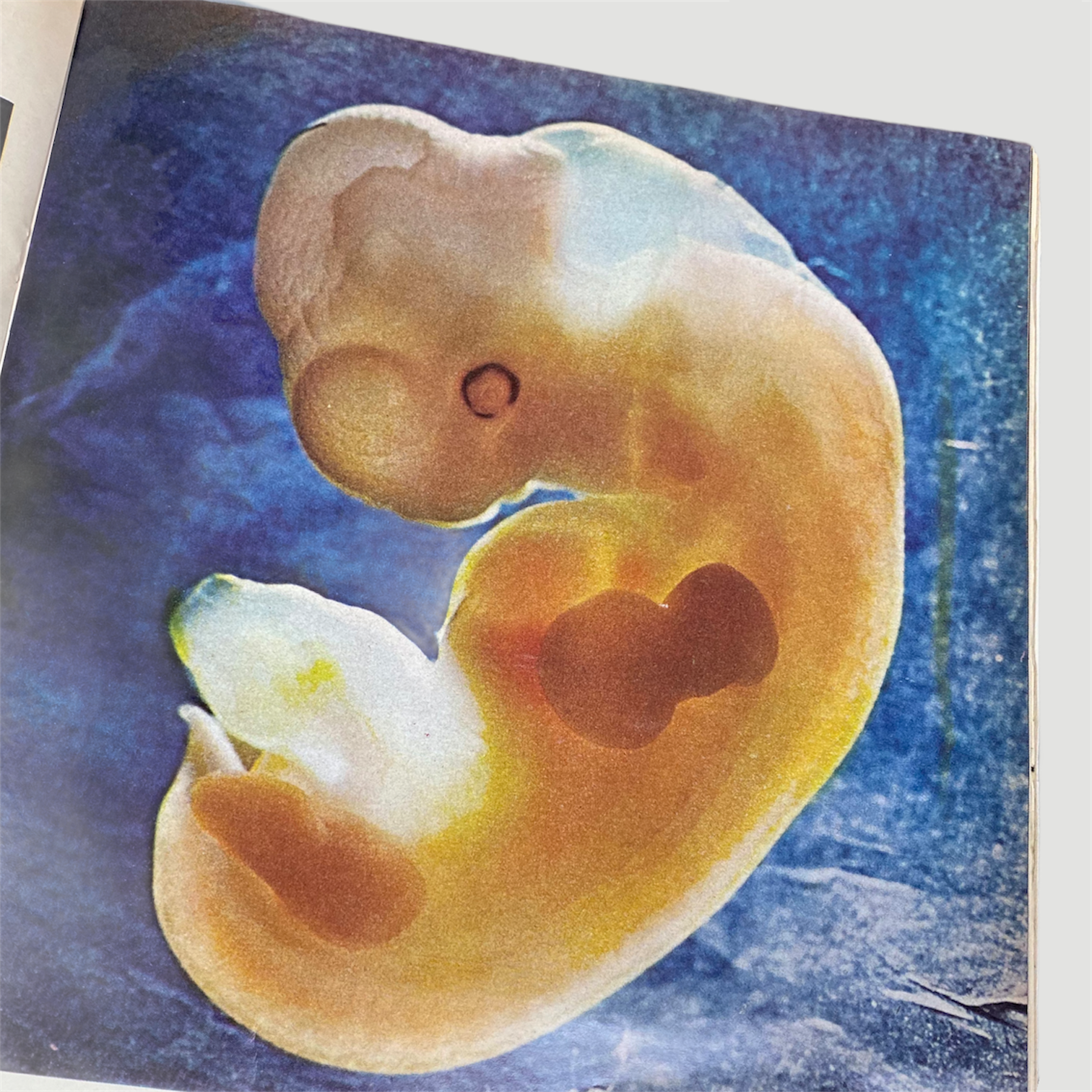 1965 Life Magazine 'Drama of Life Before Birth' Issue