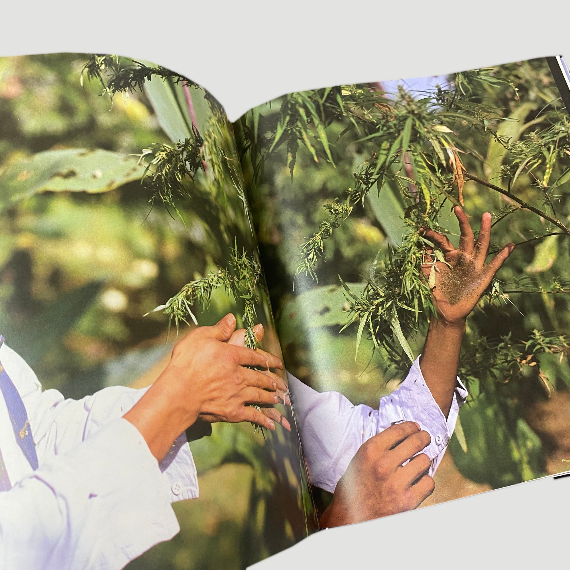 1984 Hasish by Suomi La Valle