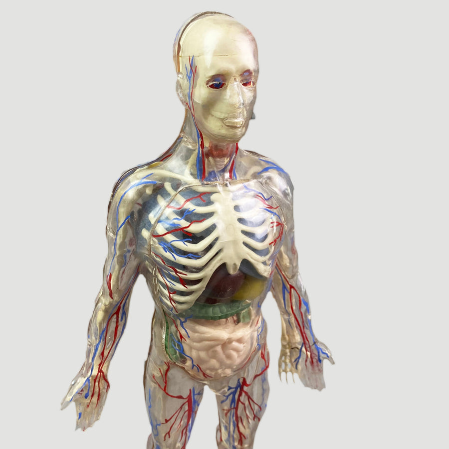 80's Anatomical Human Figure