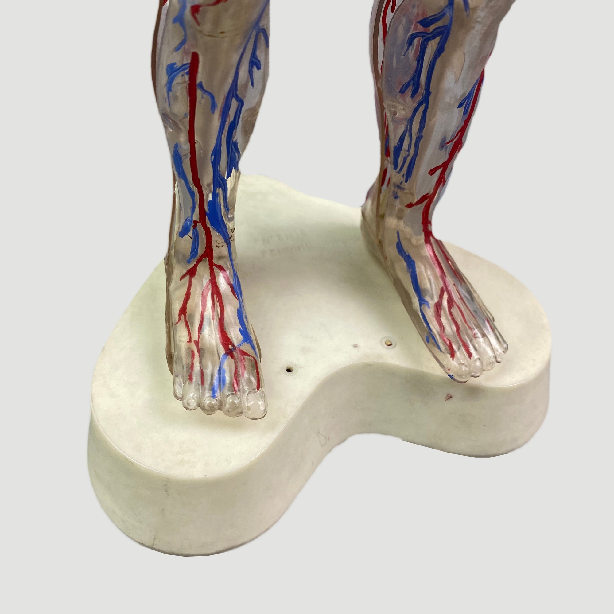 80's Anatomical Human Figure