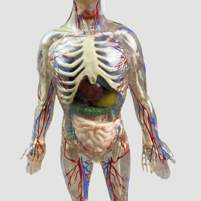 80's Anatomical Human Figure