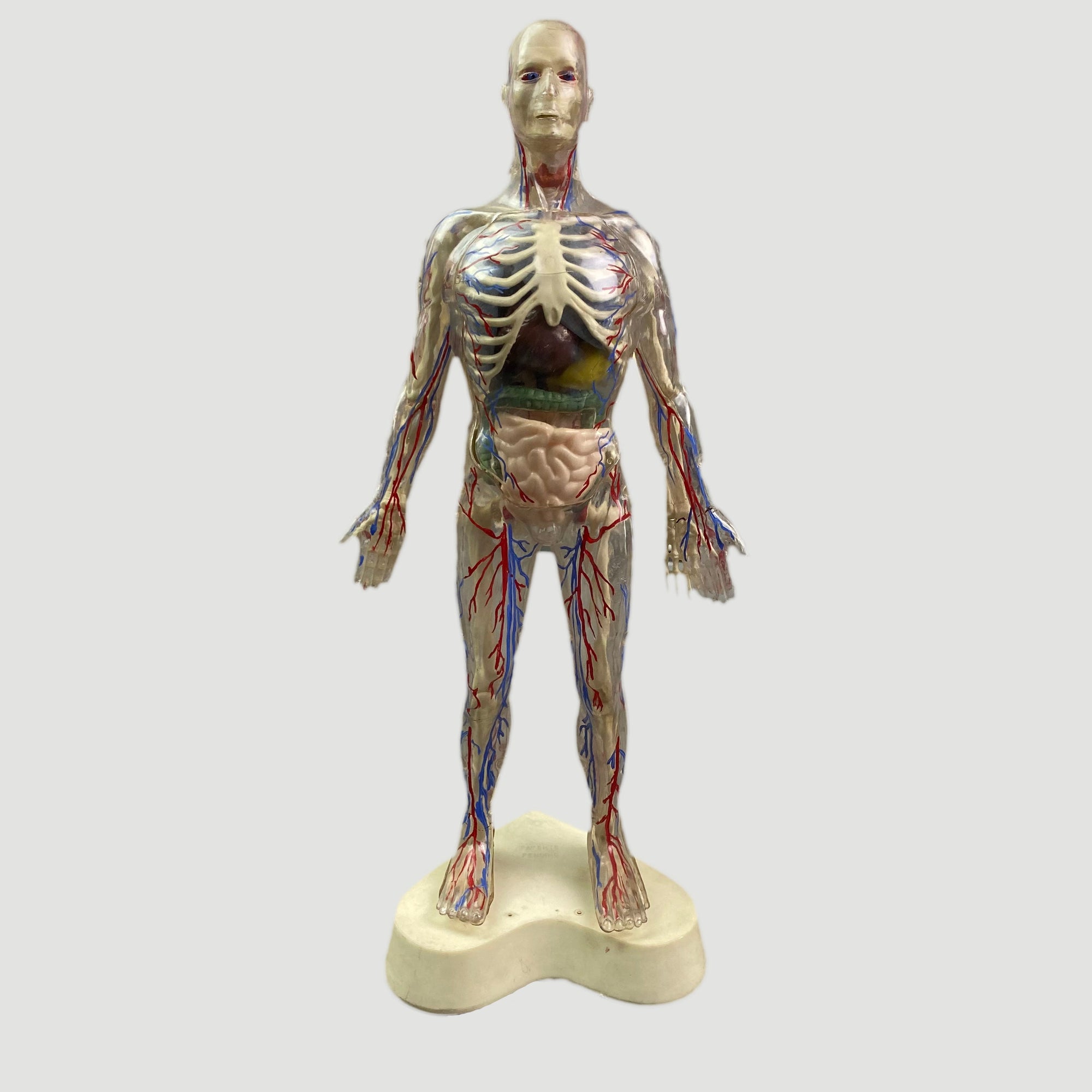 80's Anatomical Human Figure