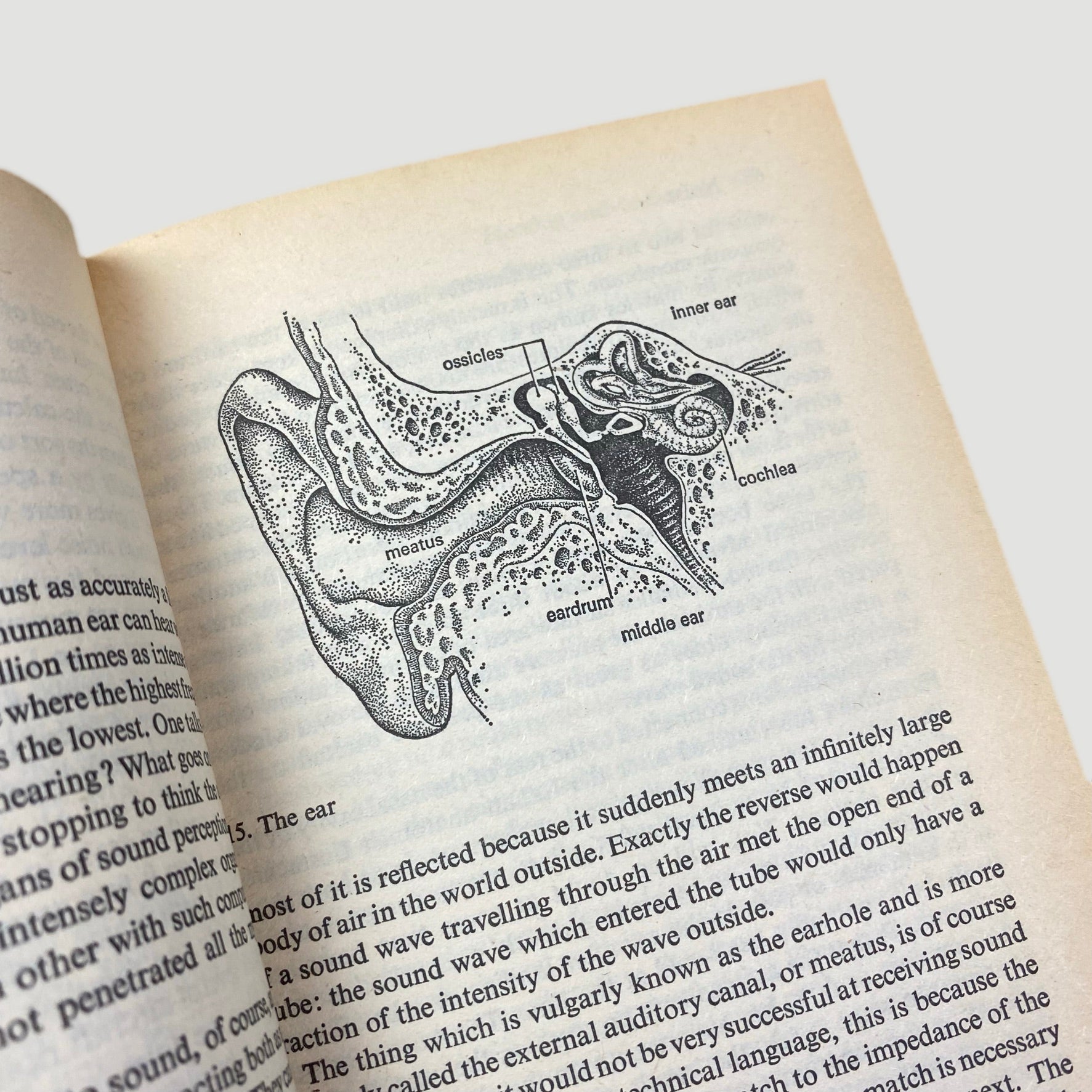 1979 Rupert Taylor 'Noise' Pelican