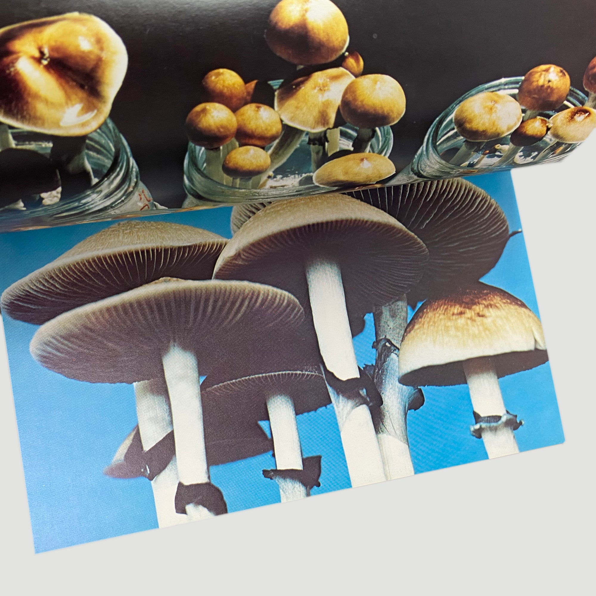 1976 'Psilocybin: Magic Mushroom Grower’s Guide'